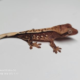 노멀