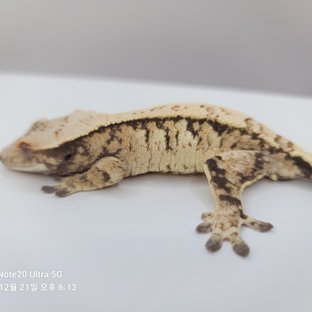 노멀 익스트림할리퀸 화이트스팟