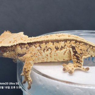 노멀 트라이 풀핀 쿼드 핀스트라이프