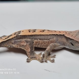 세이블