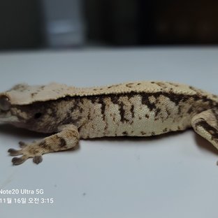 노멀 트라이 화이트스팟 익스트림할리퀸