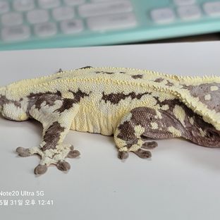 프라푸치노