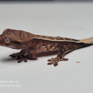 노멀