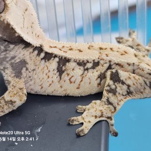 노멀