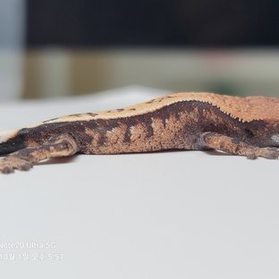 세이블