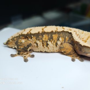 노멀 트라이 텐저린