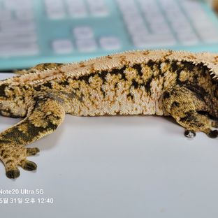 노멀 트라이 화이트스팟