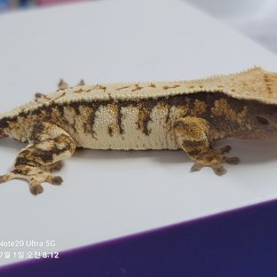 노멀 트라이 드리피 익스트림할리퀸