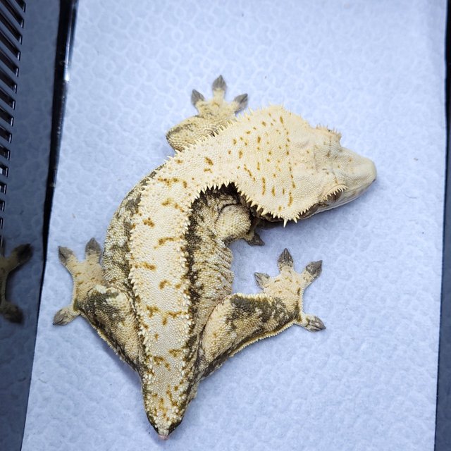 노멀 화이트스팟