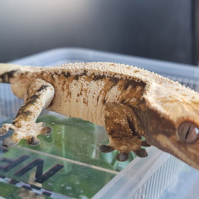 노멀 드리피 풀핀 트라이 텐저린