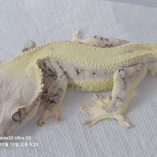 릴리화이트 풀핀