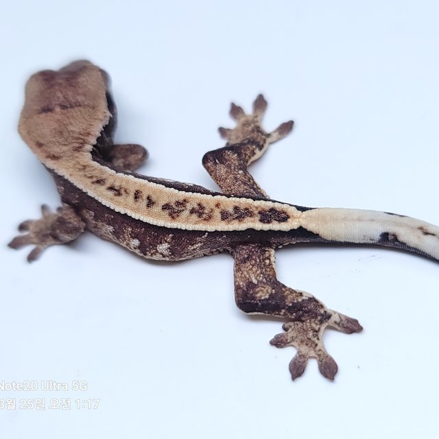 노멀 화이트스팟 풀핀 핀스트라이프