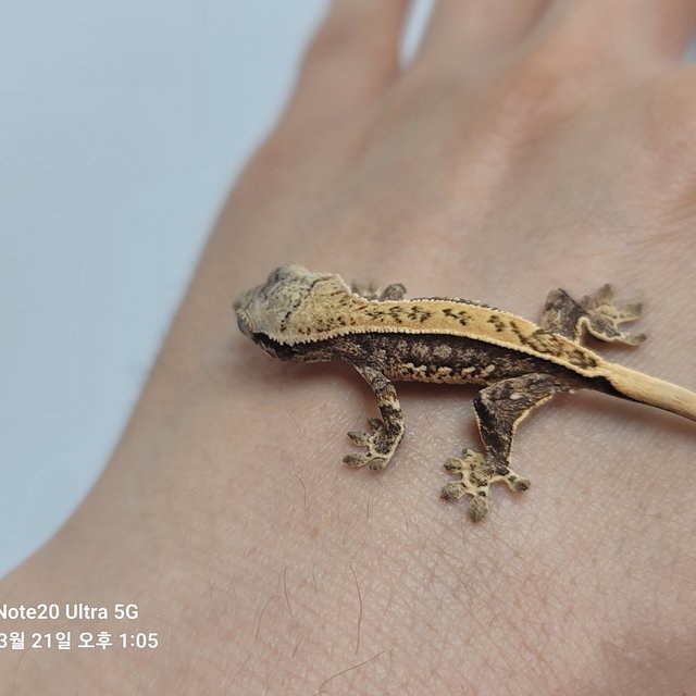 노멀 핀스트라이프