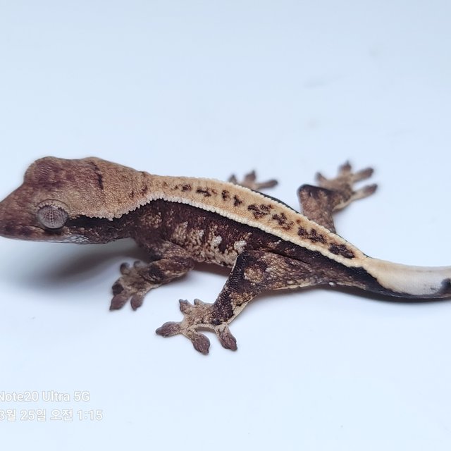 노멀 화이트스팟 풀핀 핀스트라이프