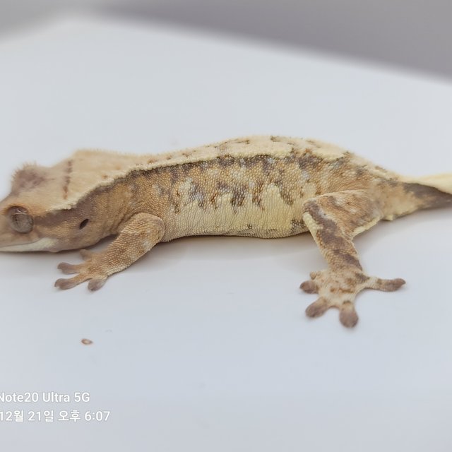 노멀 화이트스팟