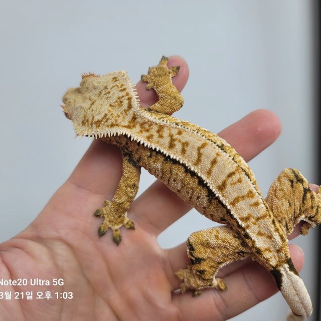 노멀 익스트림할리퀸 풀핀