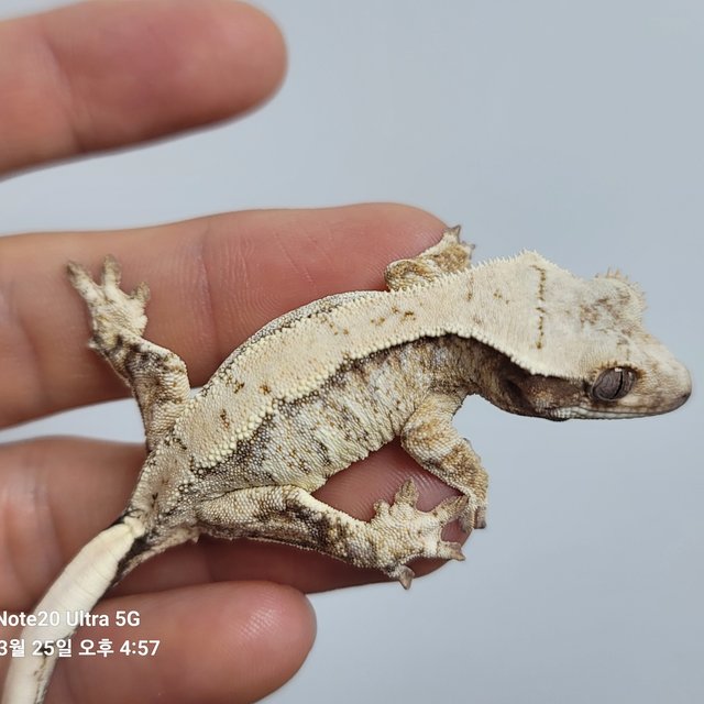 노멀 익스트림할리퀸