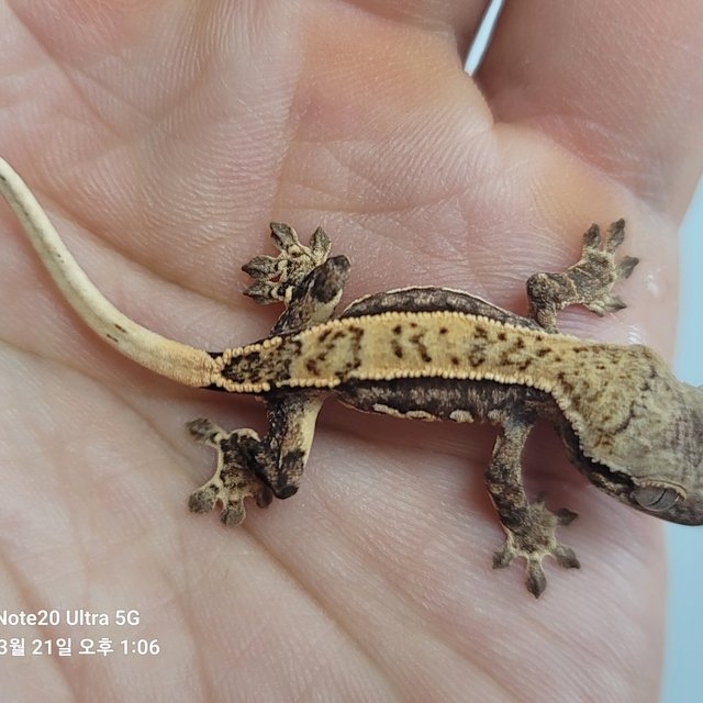 노멀 핀스트라이프