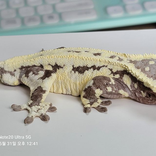 프라푸치노