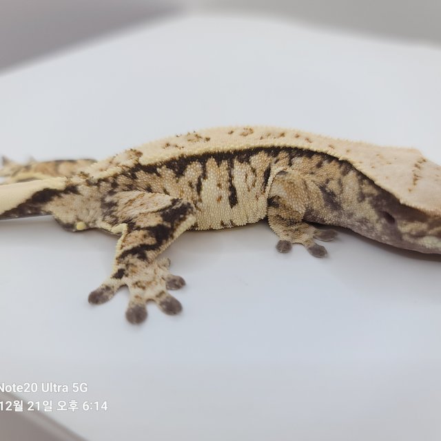 노멀 익스트림할리퀸 화이트스팟