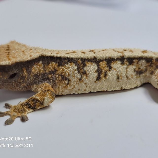 노멀 트라이 드리피 익스트림할리퀸