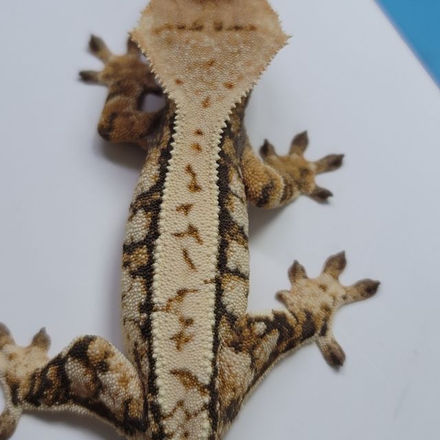 노멀 트라이 드리피 익스트림할리퀸