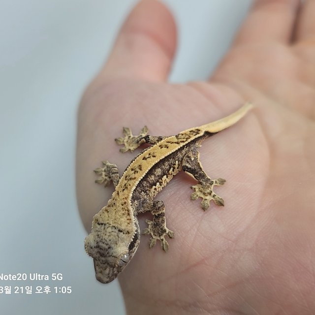 노멀 핀스트라이프