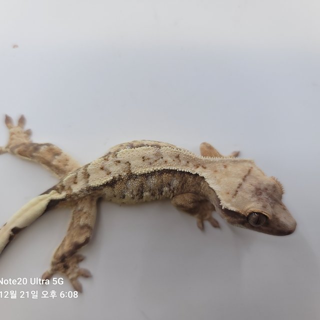 노멀 화이트스팟