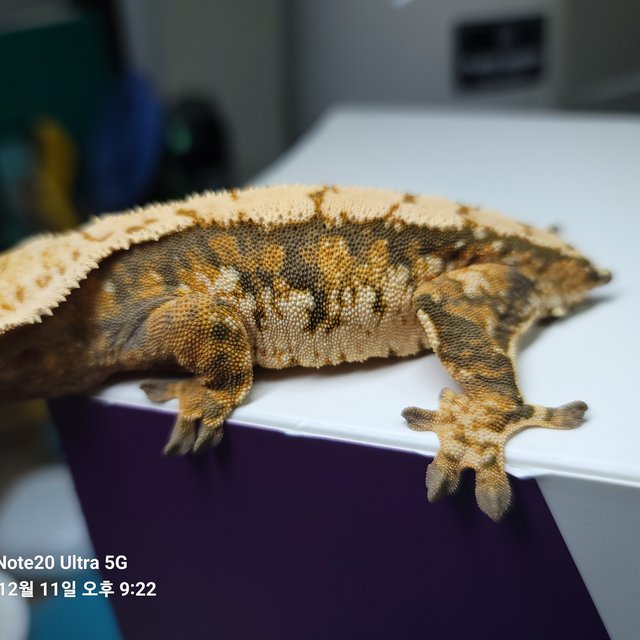 노멀 트라이 텐저린