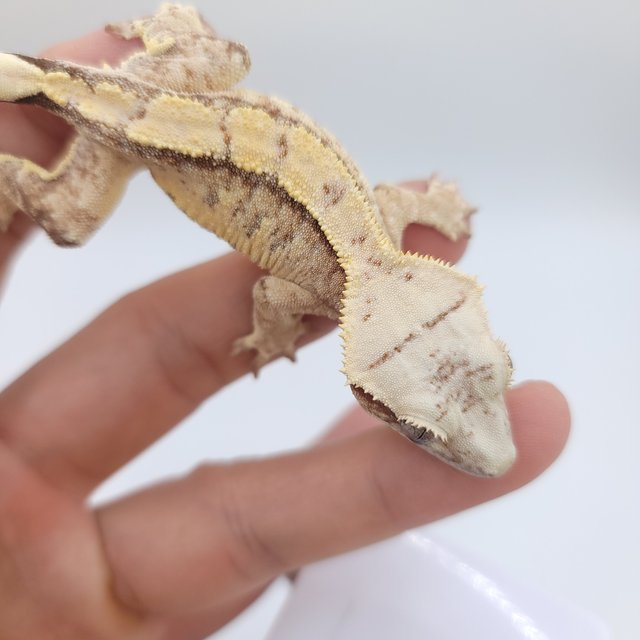 노멀 익스트림할리퀸 화이트스팟