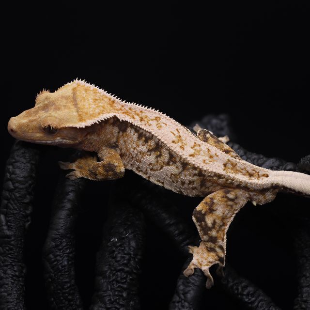 노멀 풀핀 쿼드 화이트스팟