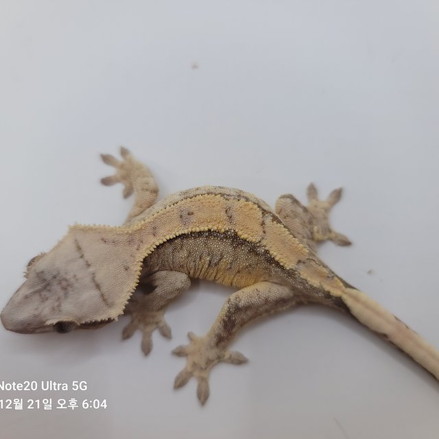 노멀 익스트림할리퀸 화이트스팟