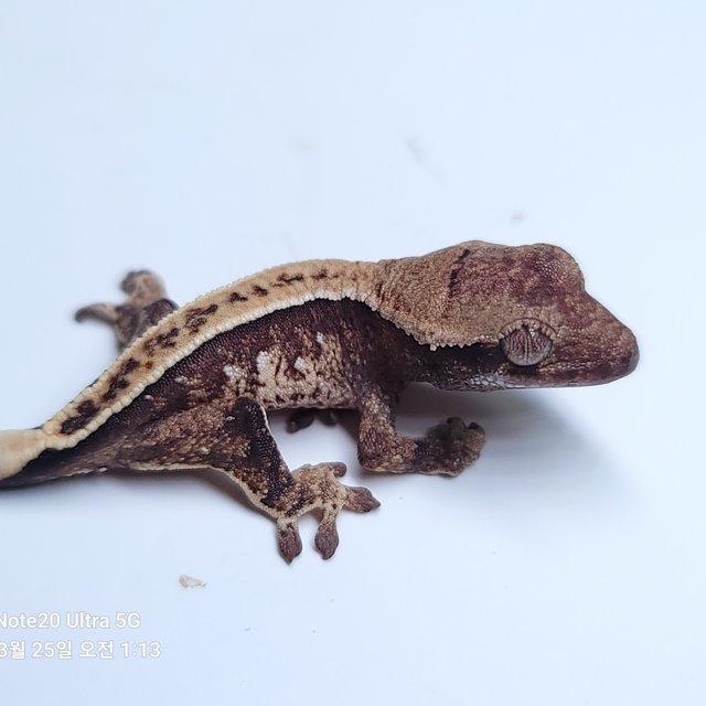 노멀 화이트스팟 풀핀 핀스트라이프