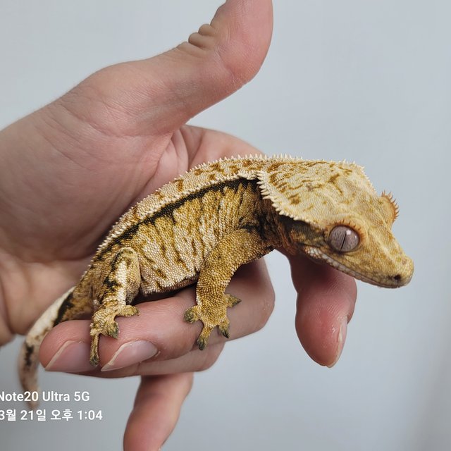 노멀 익스트림할리퀸 풀핀