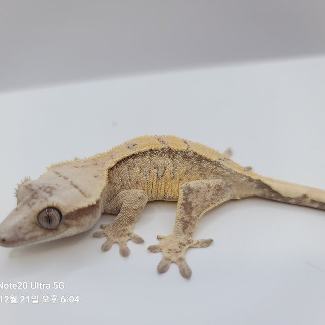 노멀 익스트림할리퀸 화이트스팟