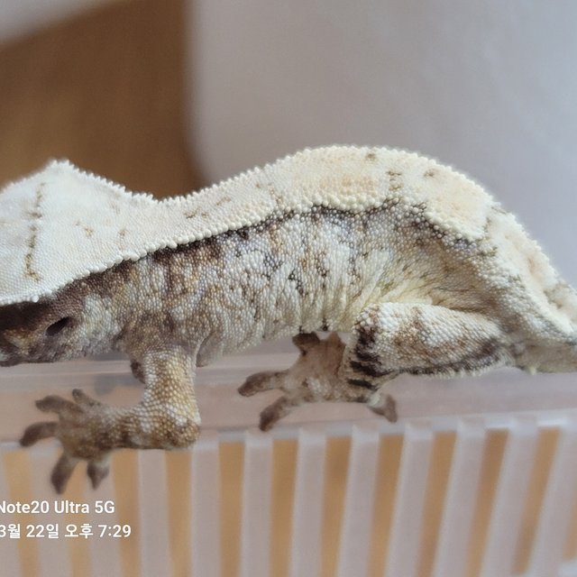 노멀 익스트림할리퀸