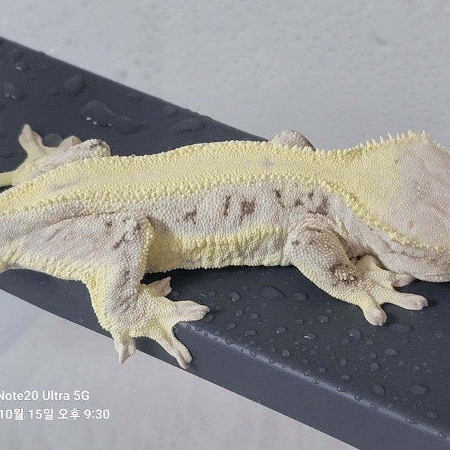 릴리화이트 풀핀