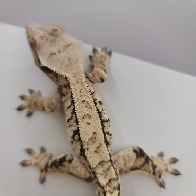 노멀 익스트림할리퀸 화이트스팟