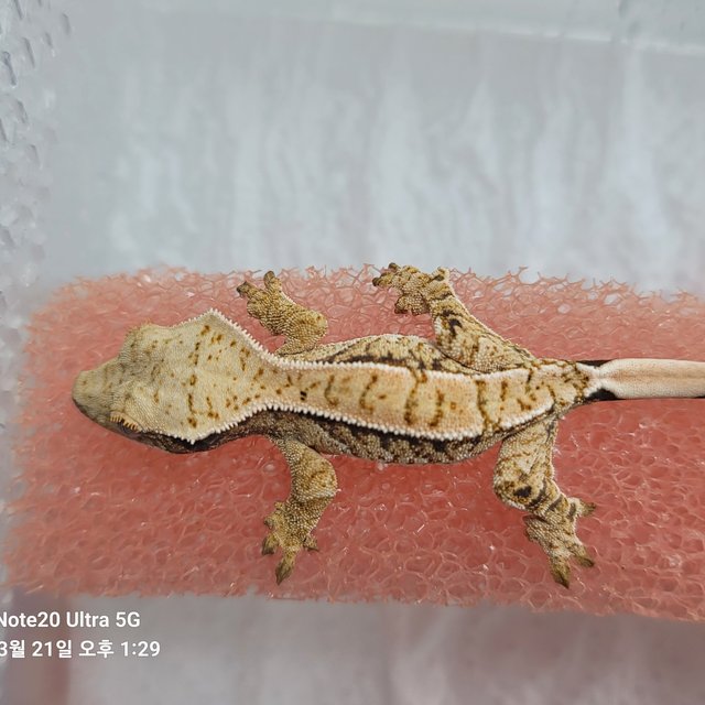 노멀 익스트림할리퀸