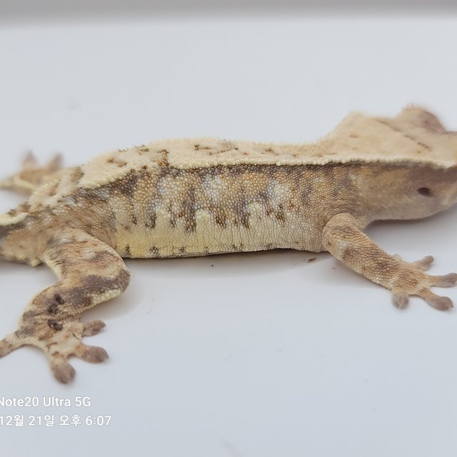 노멀 화이트스팟