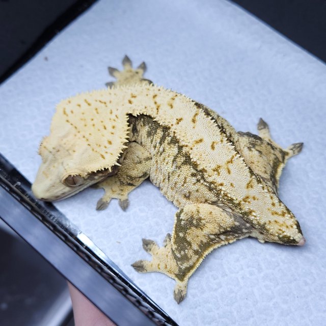 노멀 화이트스팟