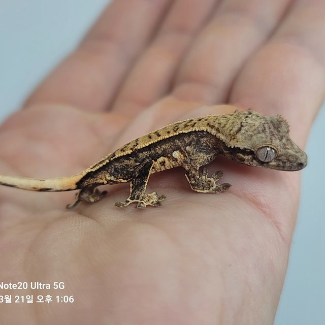 노멀 핀스트라이프