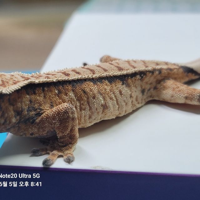 노멀 트라이