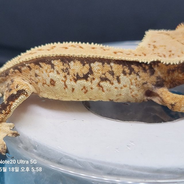 노멀 트라이 풀핀 쿼드 핀스트라이프