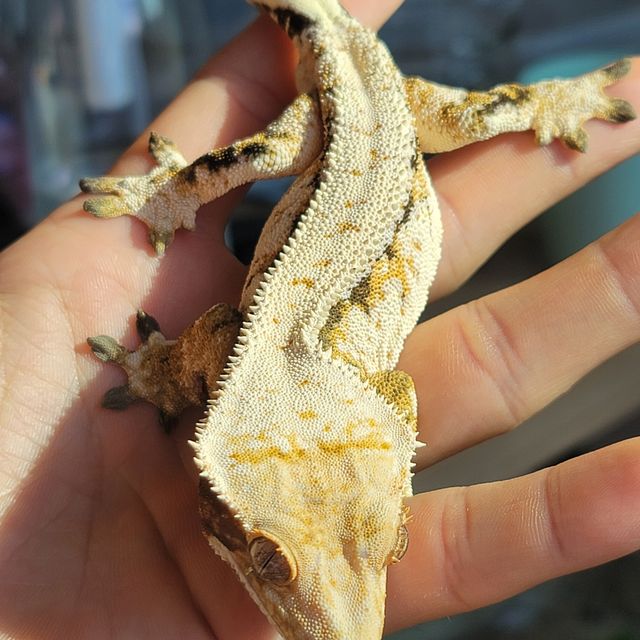 노멀 드리피 풀핀 트라이 텐저린