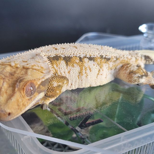 노멀 드리피 풀핀 트라이 텐저린