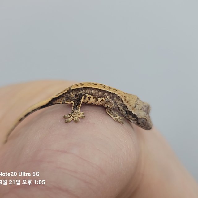 노멀 핀스트라이프