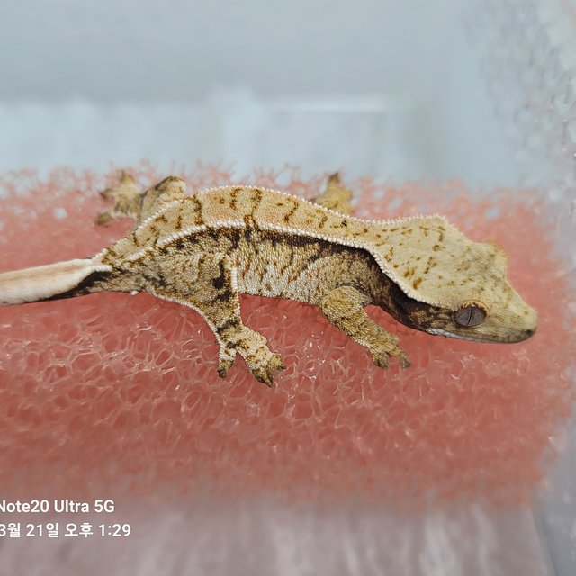 노멀 익스트림할리퀸