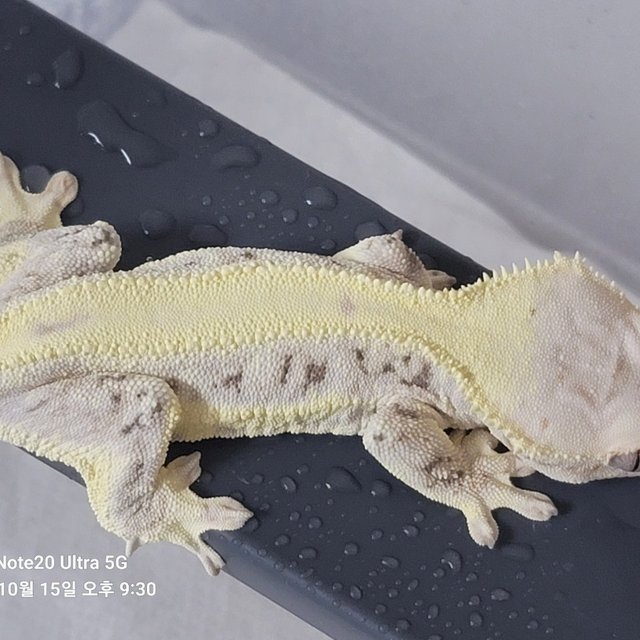 릴리화이트 풀핀