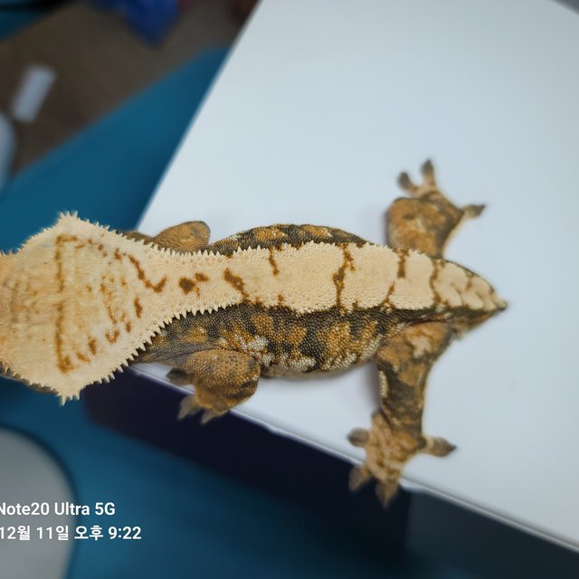 노멀 트라이 텐저린